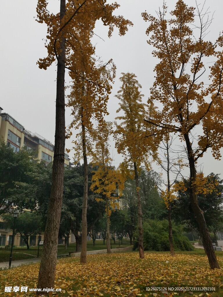 秋日公园落叶树木景致