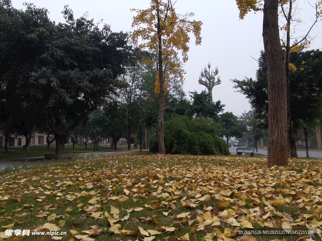 秋日公园落叶美景