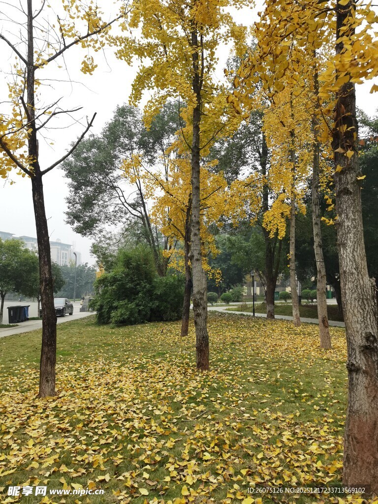 秋日银杏林落叶铺满地