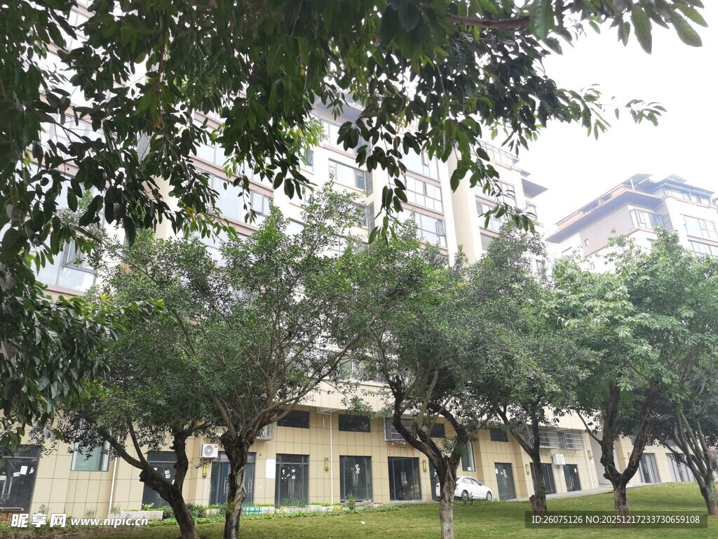 绿树环绕的建筑物