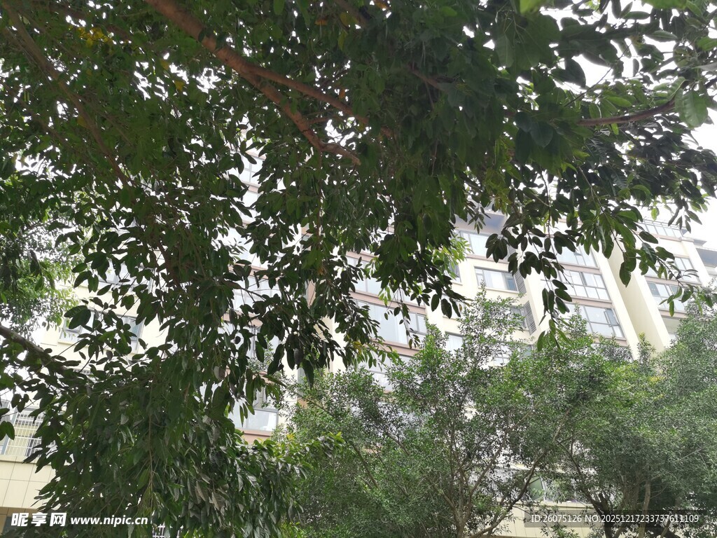 枝叶繁茂的绿树景观