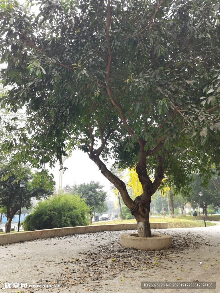 公园中茂盛的独棵大树