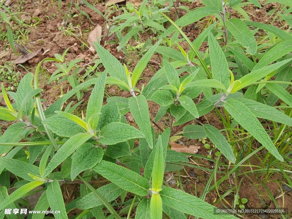 嫩绿植物生机勃勃的景象