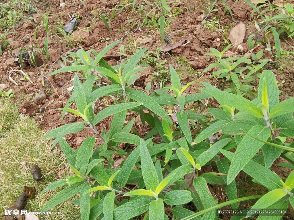 野外生长的嫩绿植物