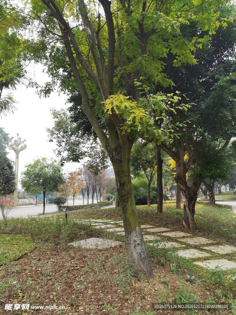 公园内的树木与步道景观