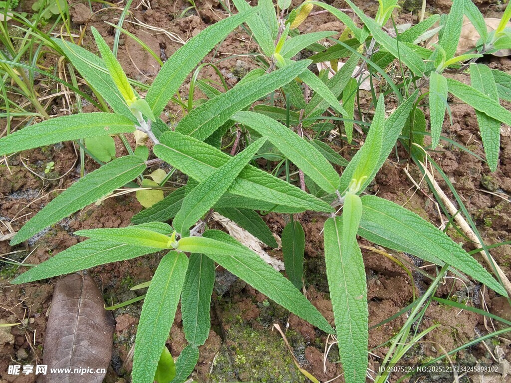 野外生长的嫩绿植物
