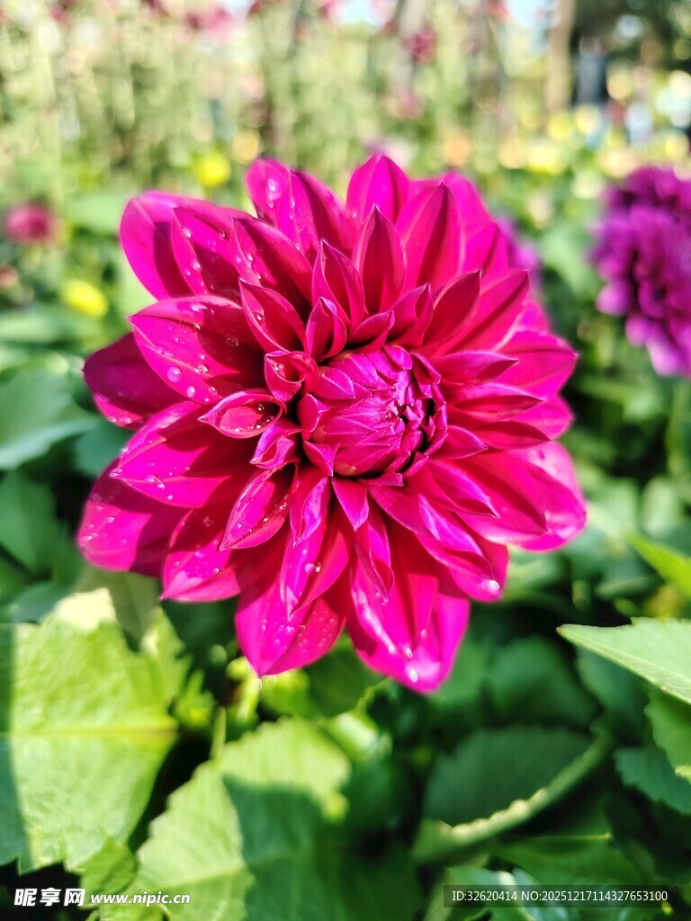 艳丽大丽花绽放