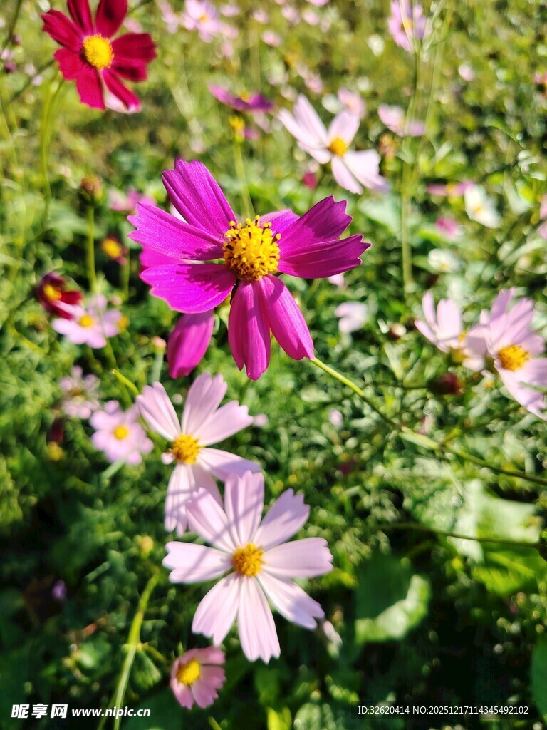 缤纷格桑花绽放