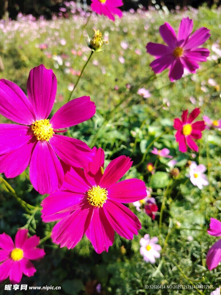 艳丽波斯菊绽放