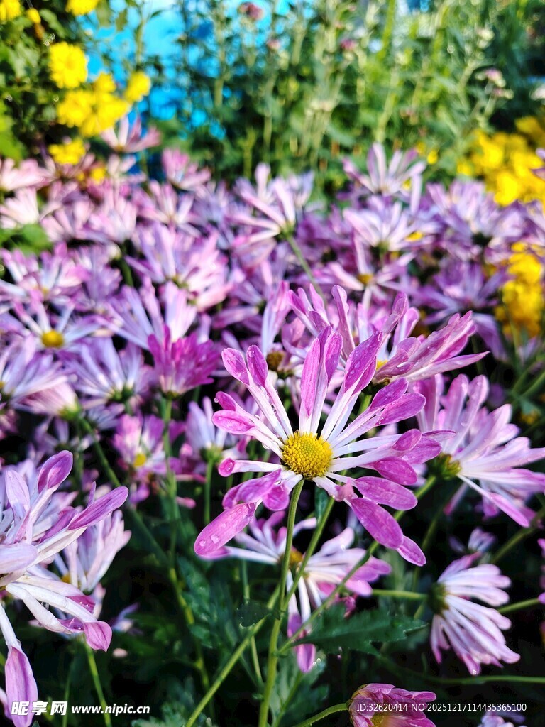 缤纷紫花绽放于花园中
