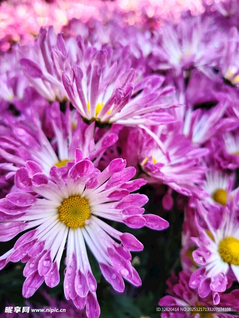 紫白相间菊花绽放