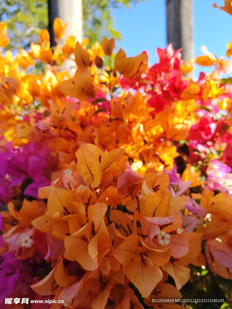 多彩三角梅绽放