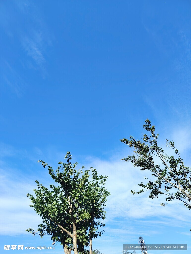 蓝天绿树风景