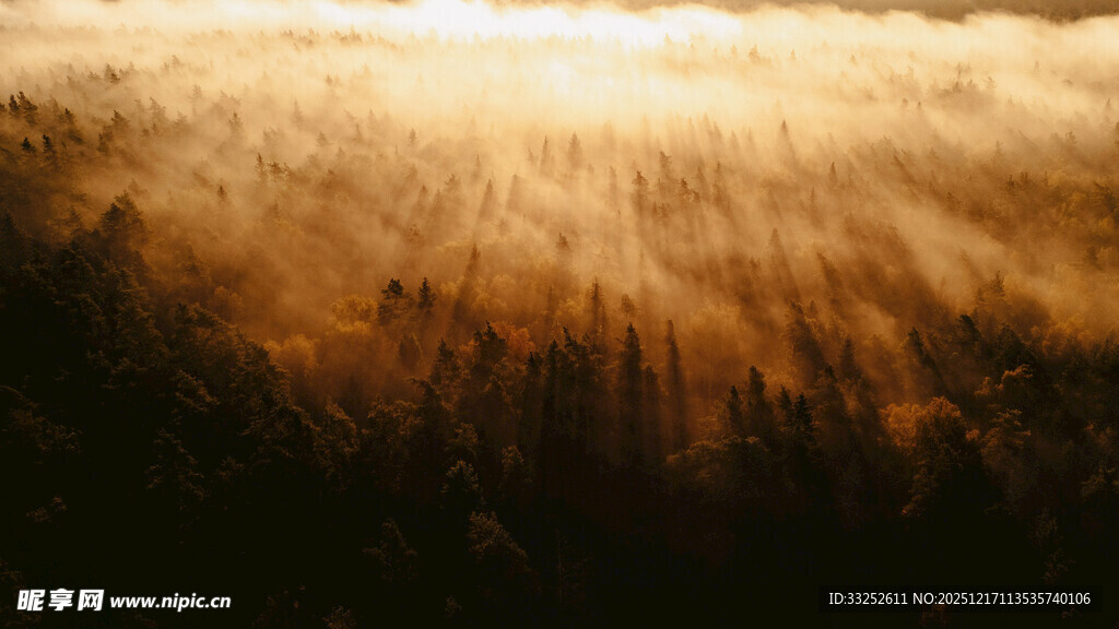 金色晨光穿透林间迷雾