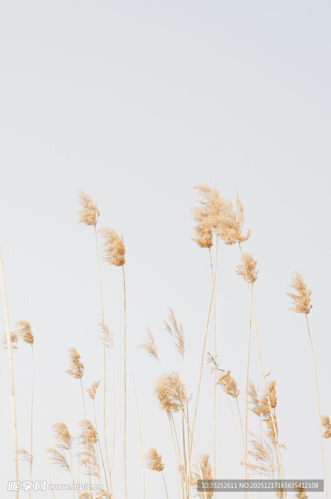 风中摇曳的金色芦苇