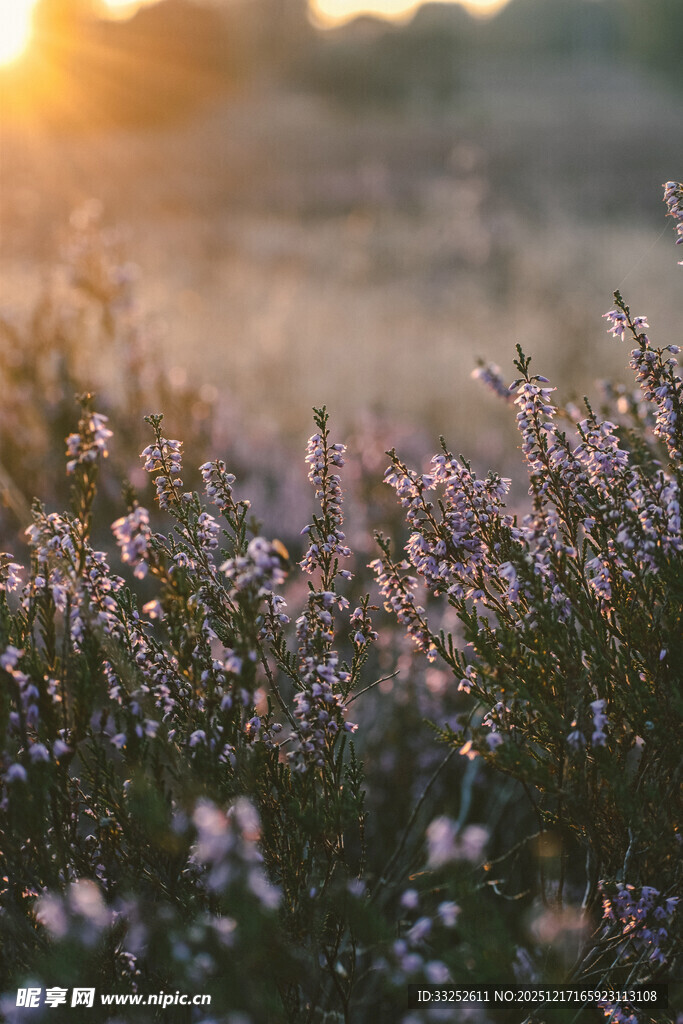 夕阳下的烂漫紫色花丛