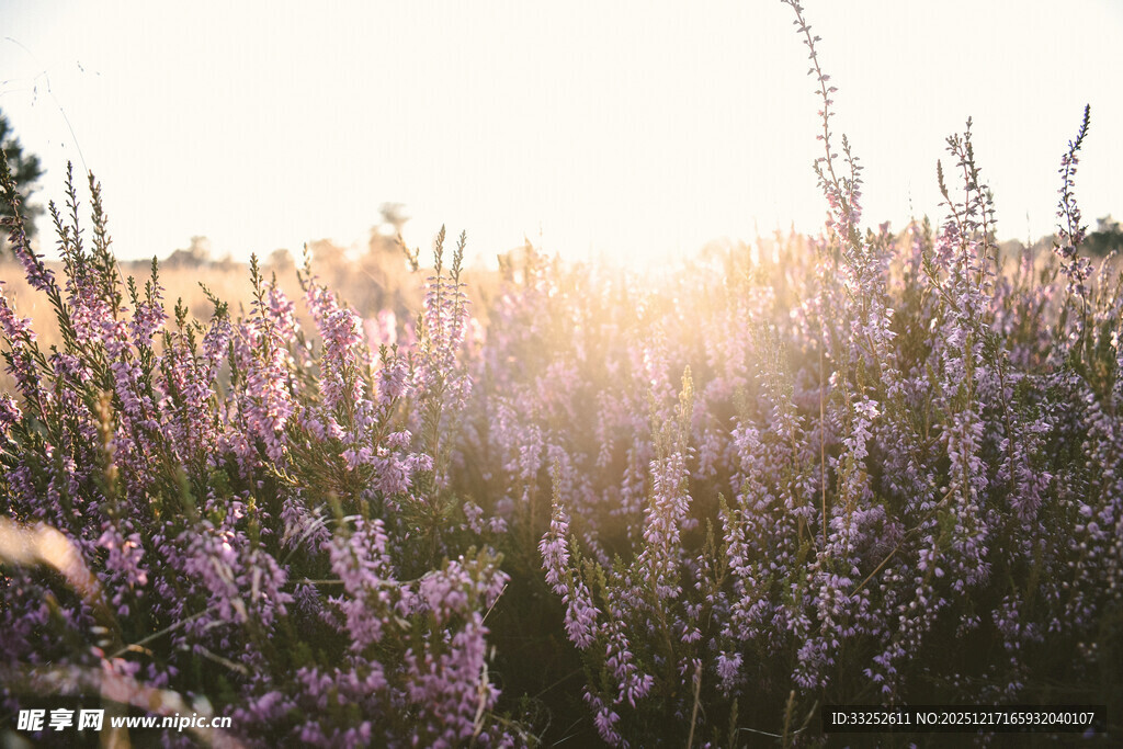 阳光下的紫色花海
