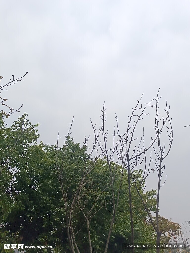 阴天中的绿植与枯树枝