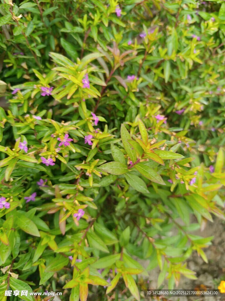 绿叶间的紫色小花绽放
