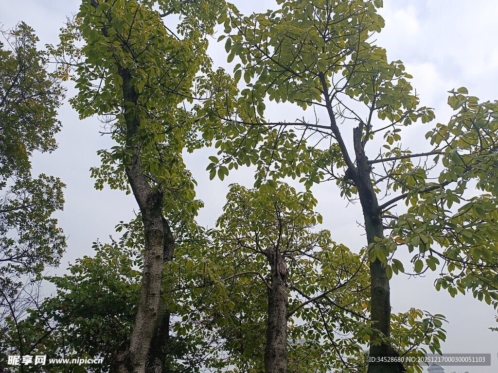 高大树木枝叶繁茂