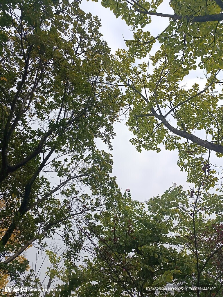 仰视茂密树林树冠