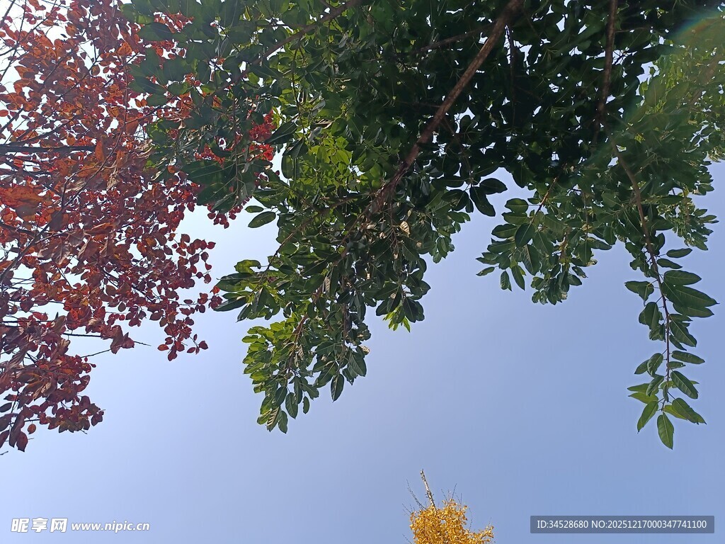 仰观多彩树叶与蓝天