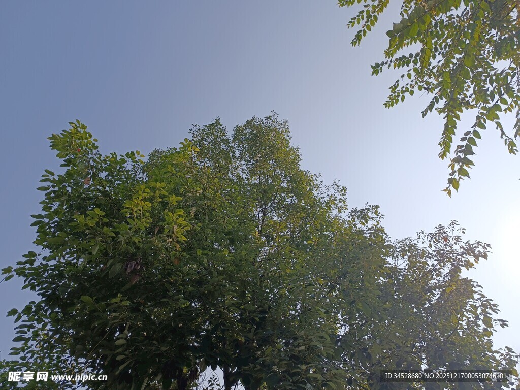 仰视绿树蓝天美景