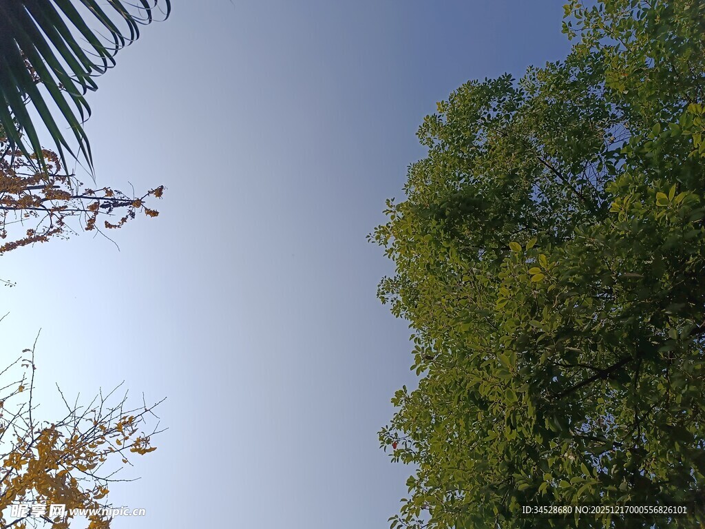 蓝天绿树风景图