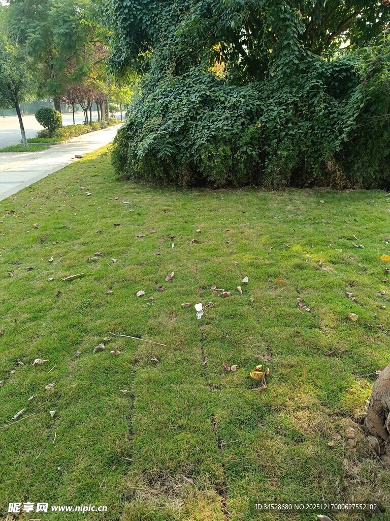 绿意盎然的户外草坪景观