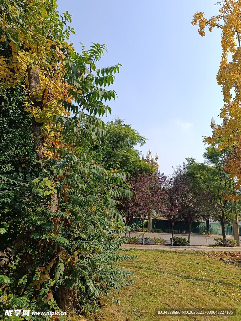 秋日公园绿植景致