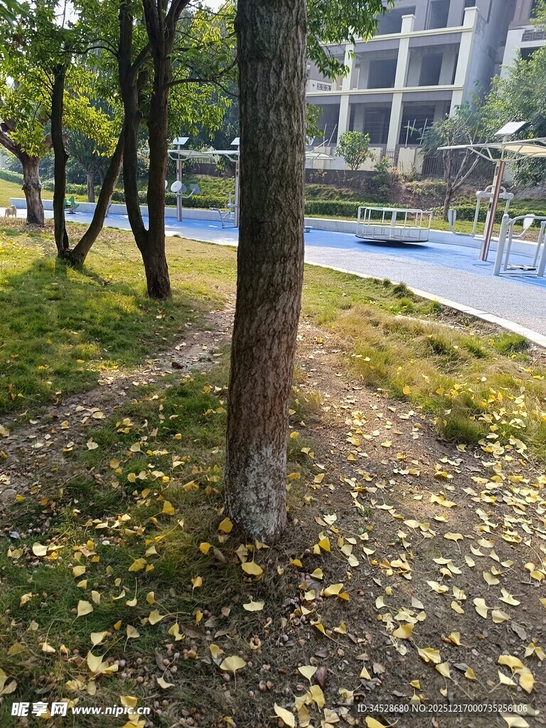 秋日公园小径的静谧景致