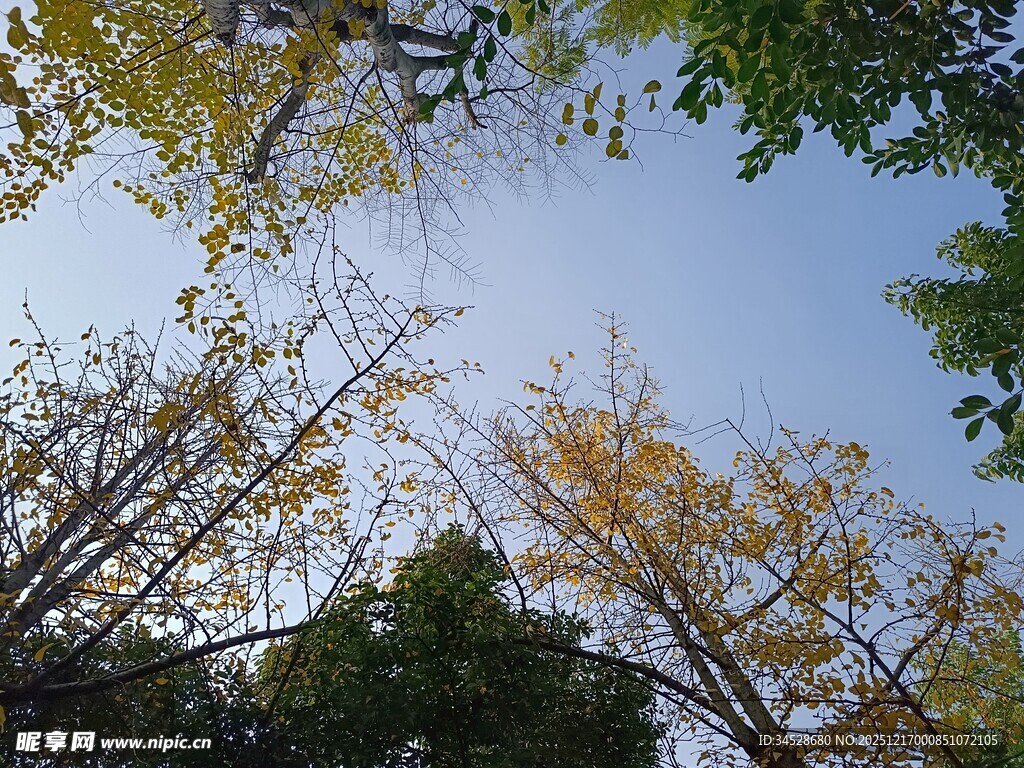 仰视秋日树林蓝天美景