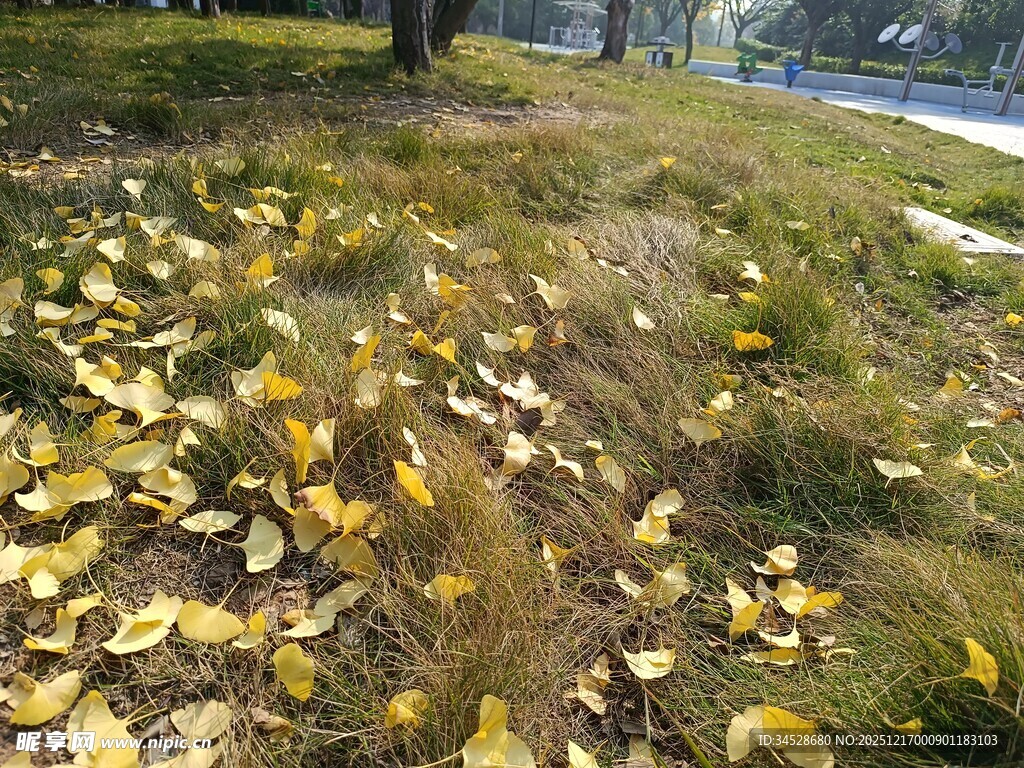 秋日草地落叶景致