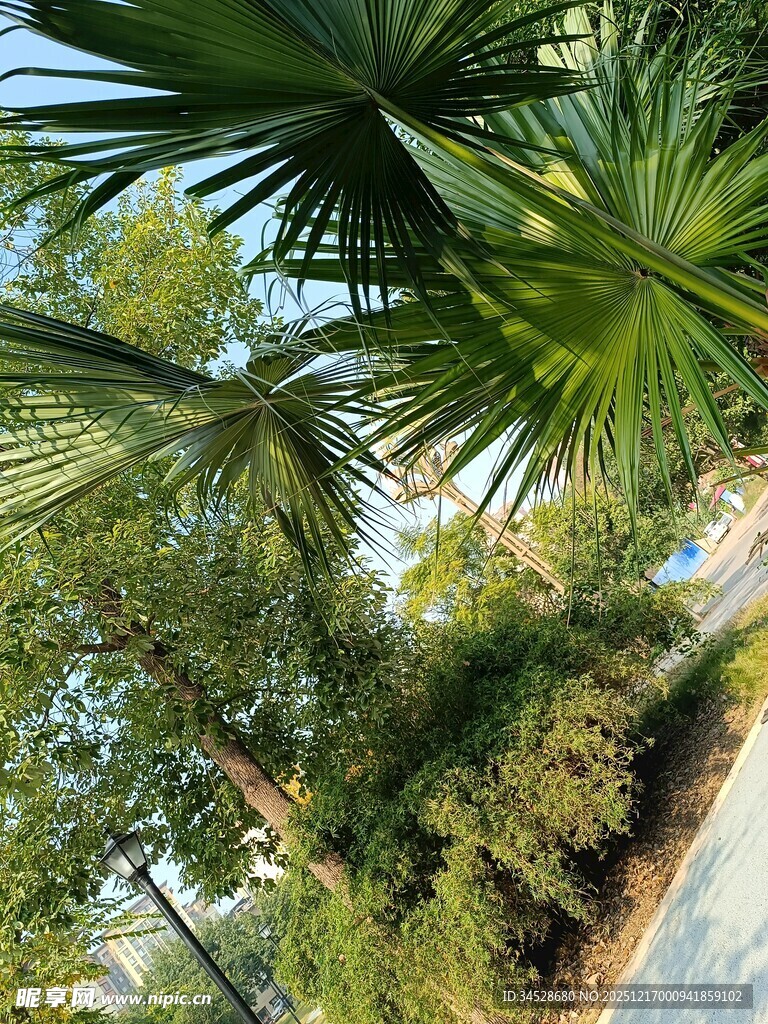 路边葱郁绿植景观