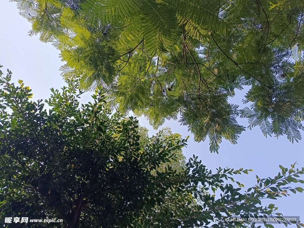 仰视葱郁树冠