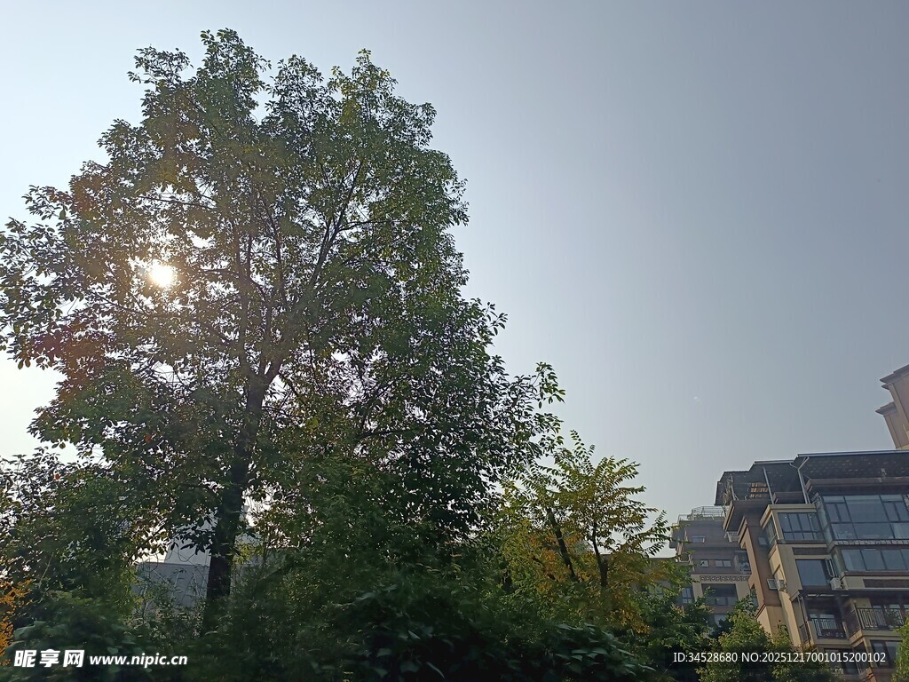 阳光洒落树木与建筑