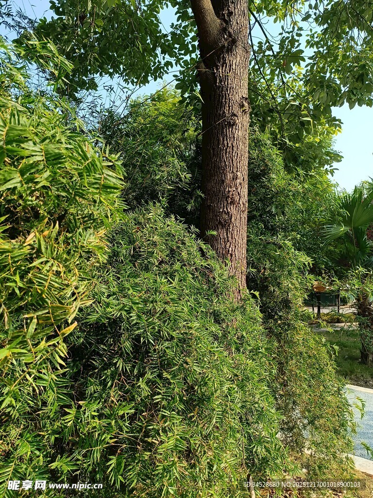 繁茂树林中的高大树木