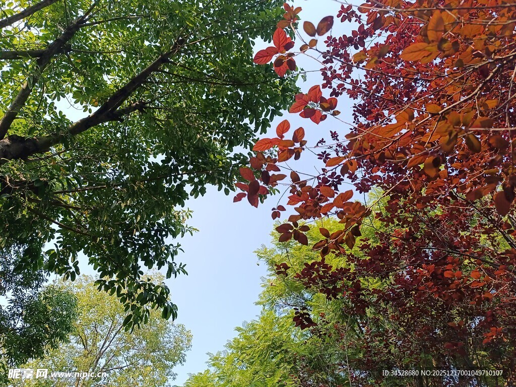 秋日多彩树冠景观