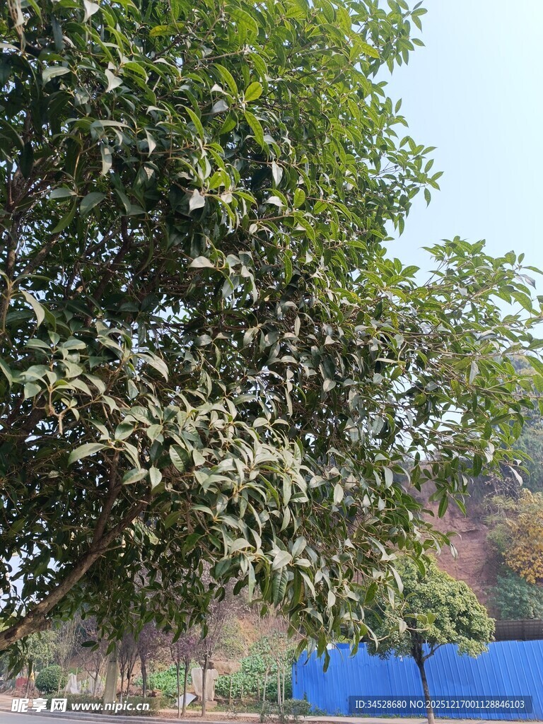 绿叶繁茂的大树