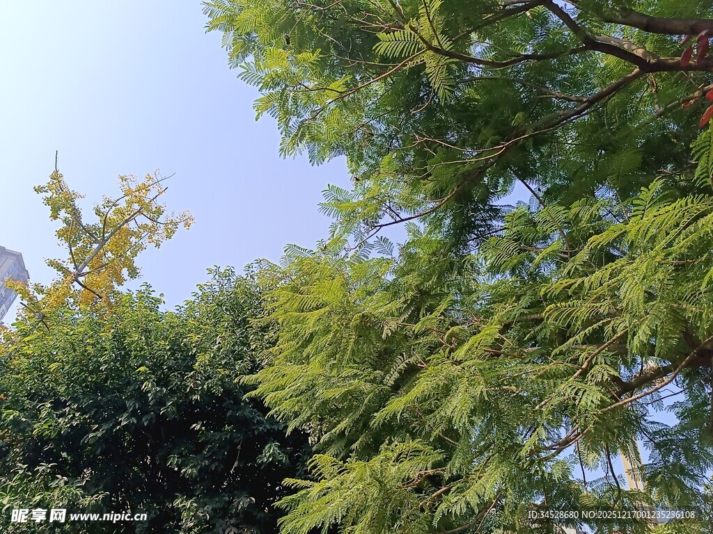 夏日葱郁绿树景致