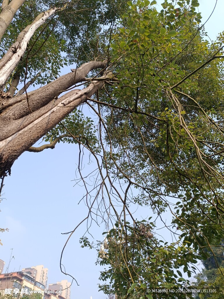 倾斜大树与繁茂枝叶