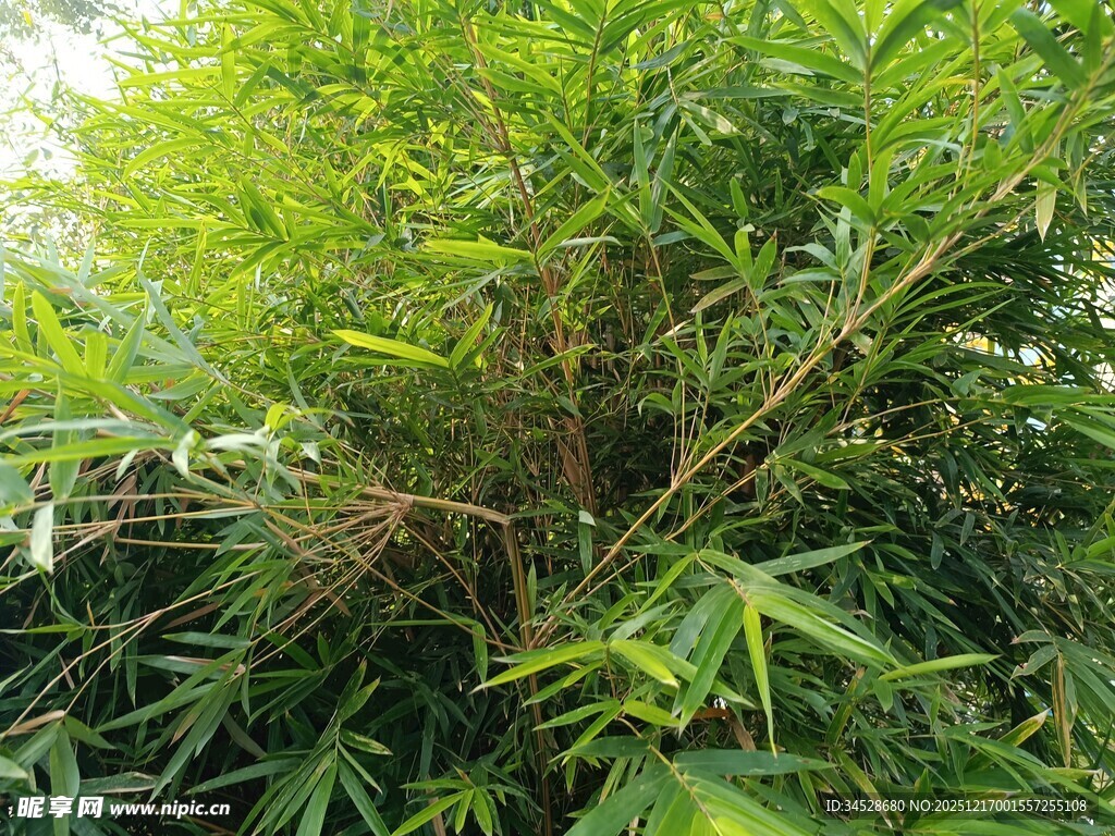 翠绿竹林生机盎然