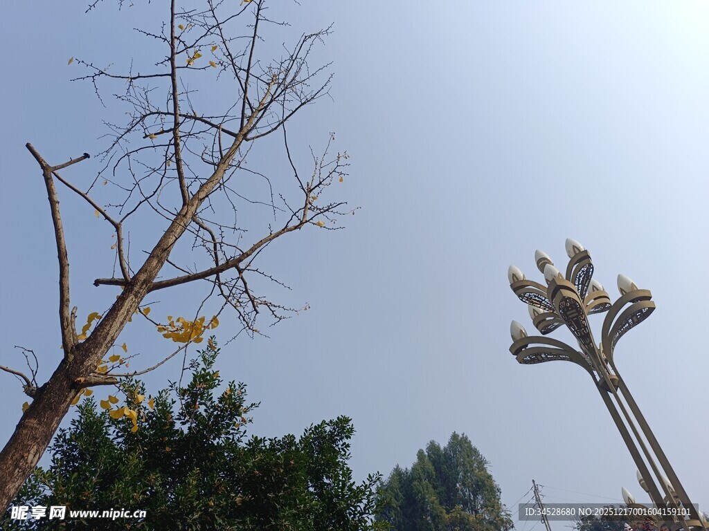 枯树挺立蓝天之下