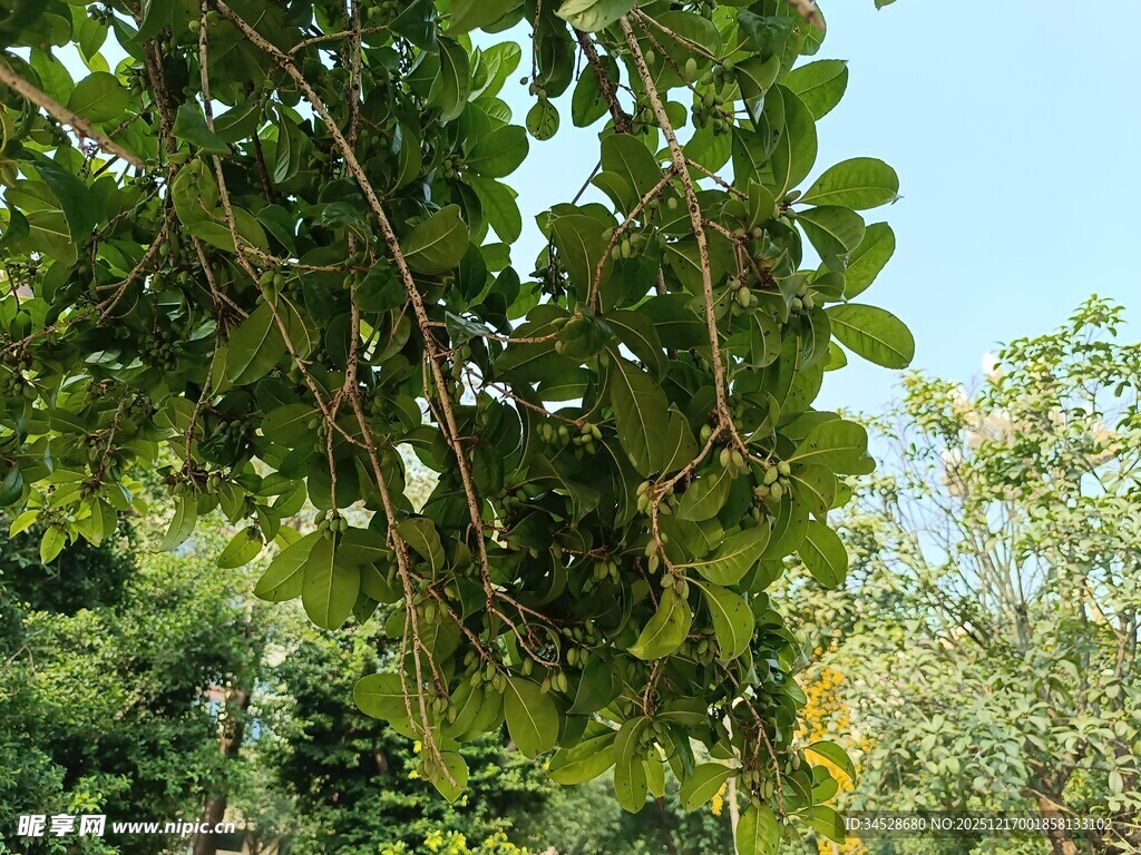 繁茂绿叶下的自然景致
