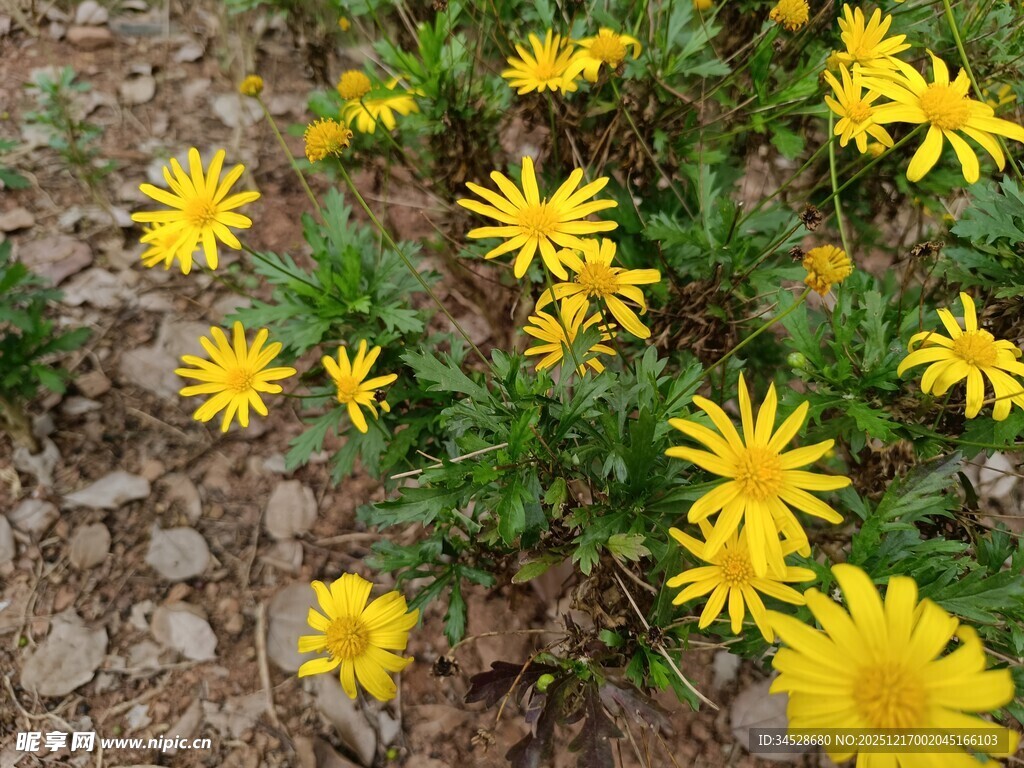 黄色小花绽放于土地间