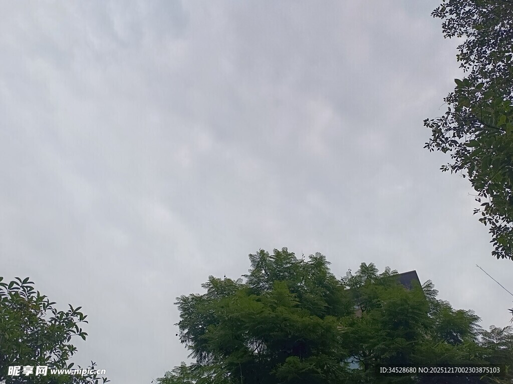 仰视绿树与天空景致