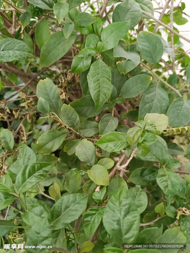 绿叶繁茂的植物景象