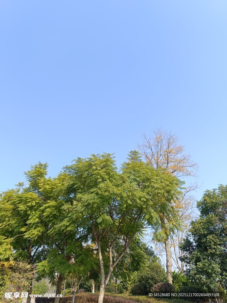 户外绿树蓝天自然景致