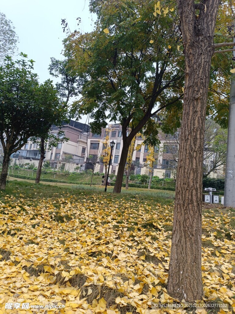 秋日公园落叶美景