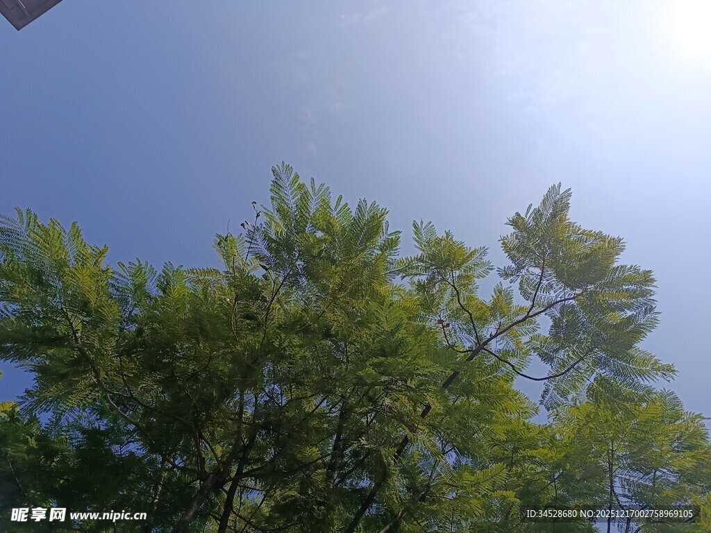 蓝天绿树的清新自然景象